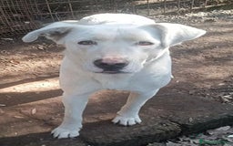 Labrador cani in regalo: Clara, occhioni da cerbiatto a Città metropolitana di Roma Capitale - Immagine 11