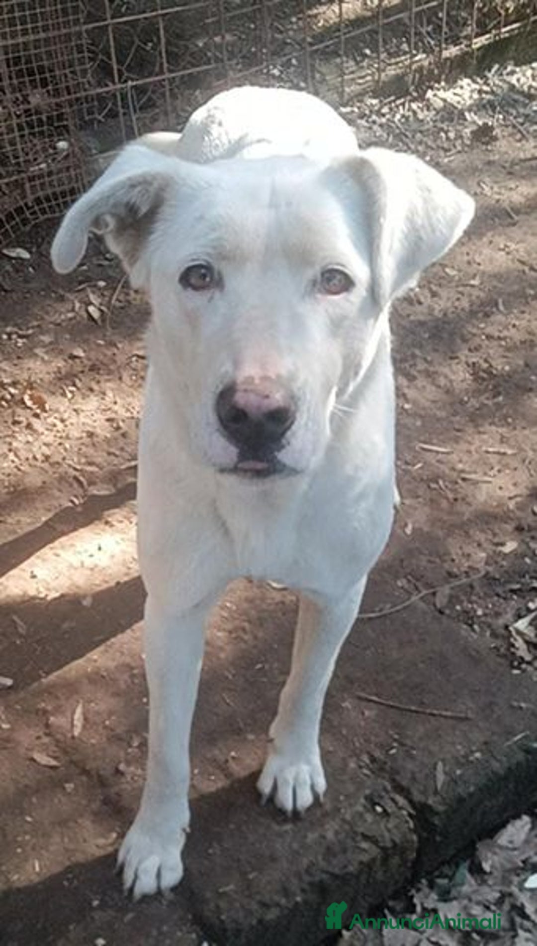 Labrador cani in regalo: Clara, occhioni da cerbiatto a Città metropolitana di Roma Capitale - Immagine 11