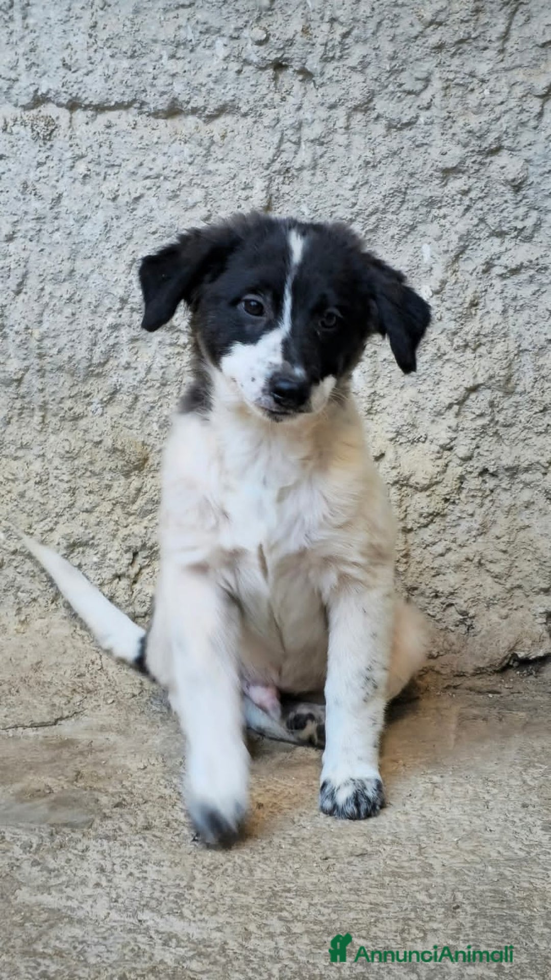 Altre razze cani in regalo: argo e zeus - Annuncio 4