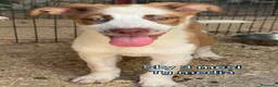 Meticcio cani in regalo: ADOTTA UN CUCCIOLO! a Provincia di Reggio Emilia - Annuncio 9