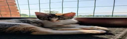 Meticcio gatti in regalo: Quattro gattini stupendi cercano casa - Annuncio 6