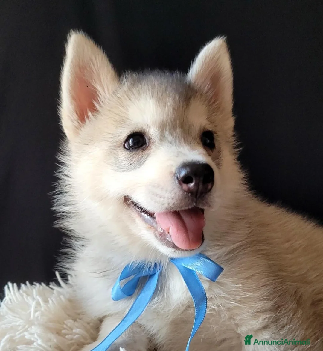 Husky cani in vendita: SIBERIAN HUSKY CUCCIOLATA CON PEDIGREE  - Annuncio 2