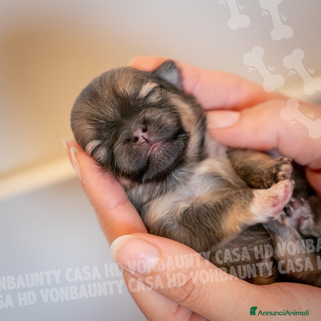 Volpino Pomerania cani in vendita: Cuccioli Spitz Nano di Pomerania - Annuncio 7