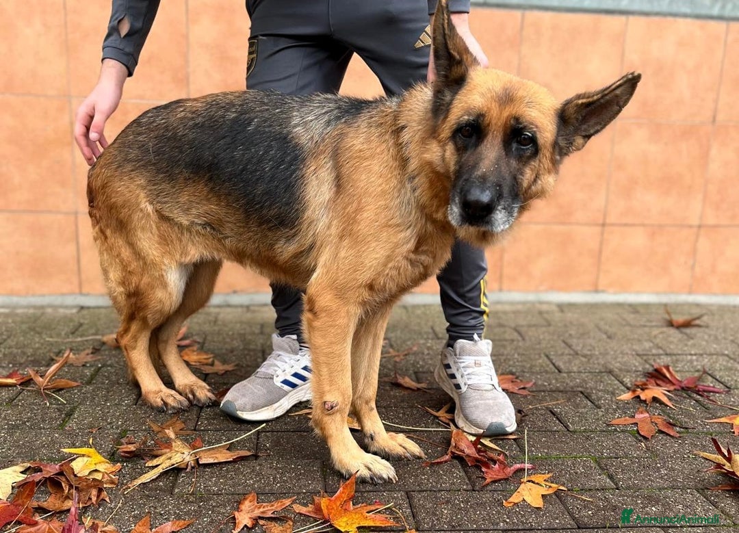 Pastore Tedesco cani in regalo: GIANNA PASTORE TEDESCO - Annuncio 5