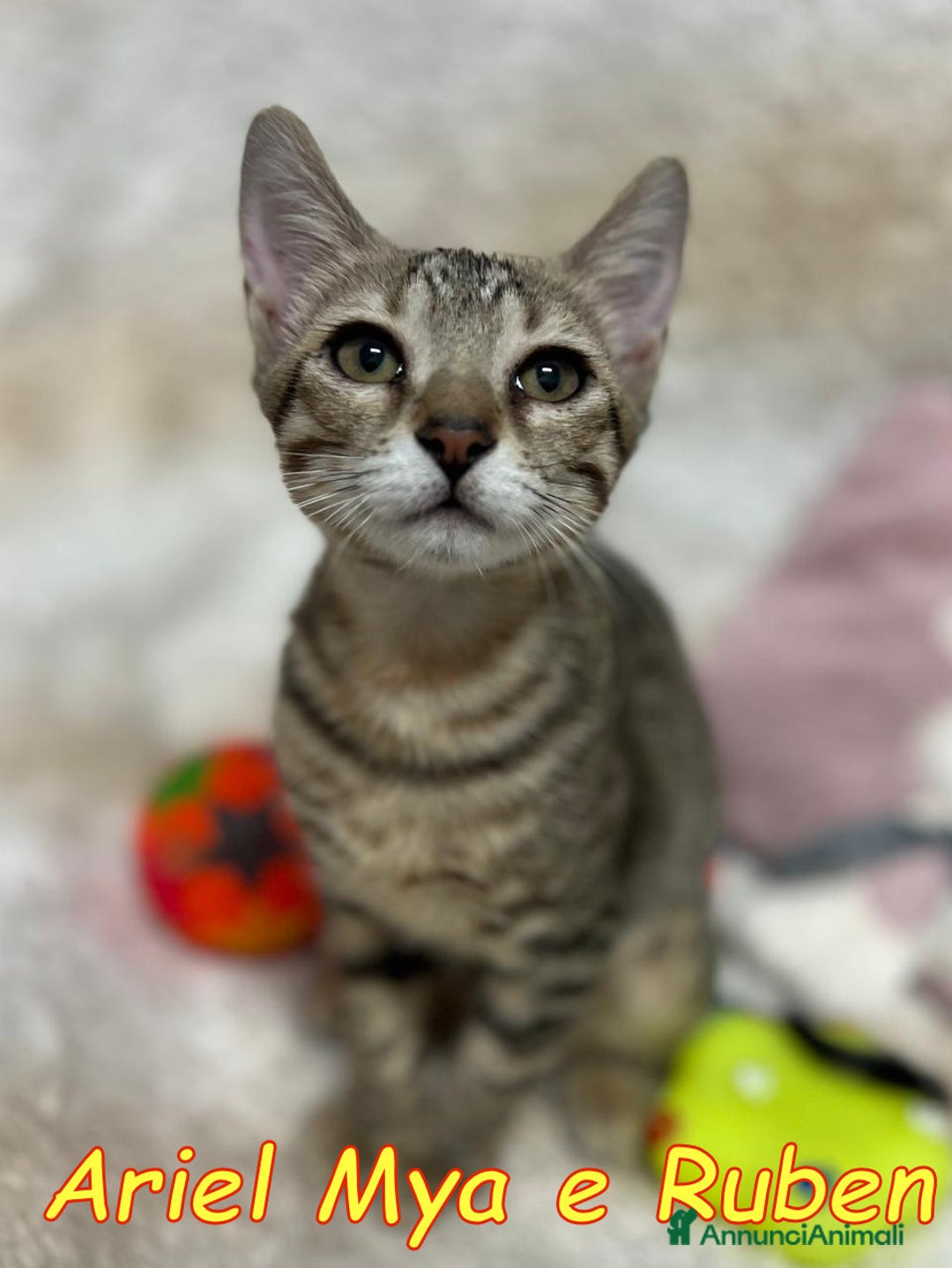 Europeo gatti in regalo: TRE GATTINI DOLCISSIMI CERCANO CASA - Annuncio 8