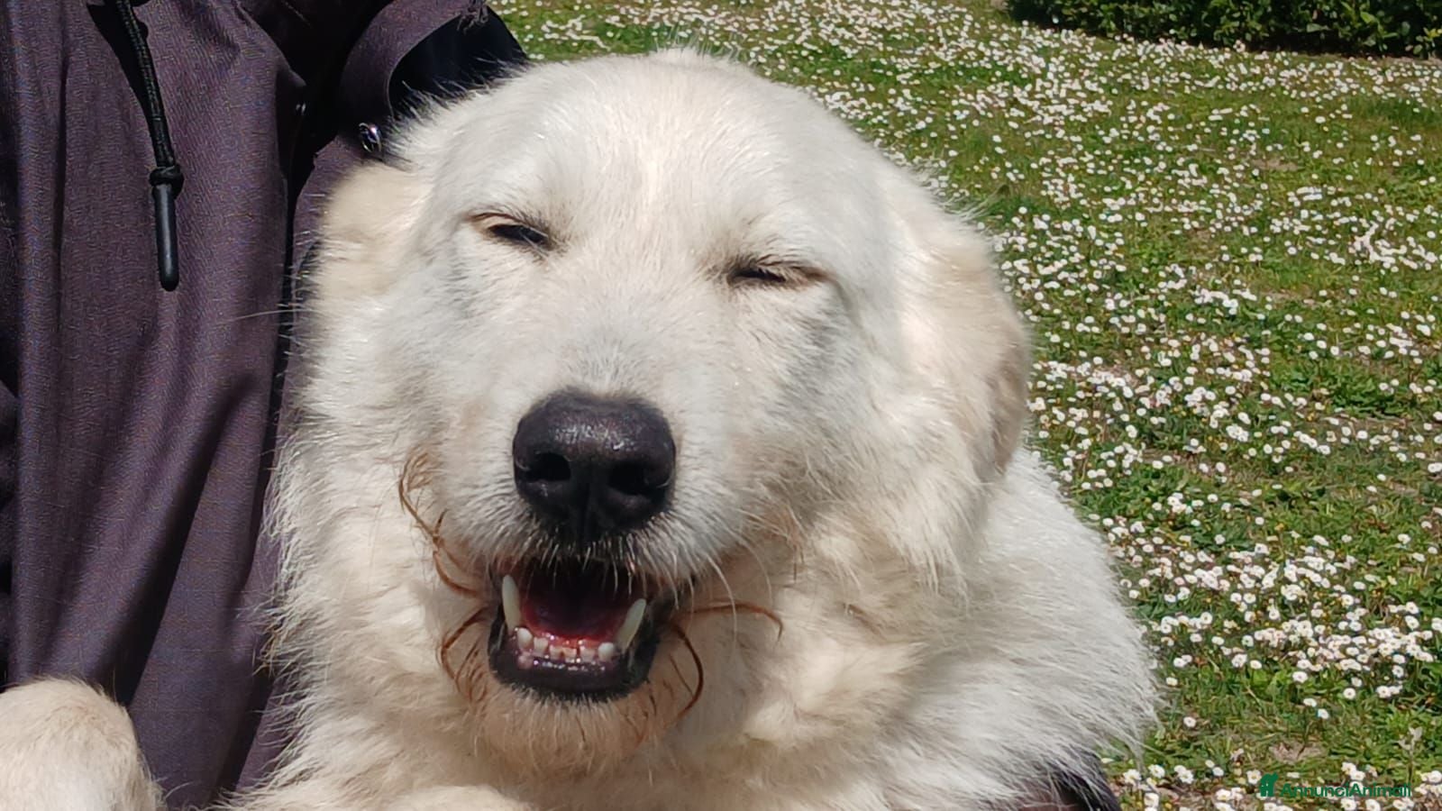 Meticcio cani ROBERTA PAROLA D'ORDINE ALLEGRIA...IN ADOZIONE - Annuncio 24