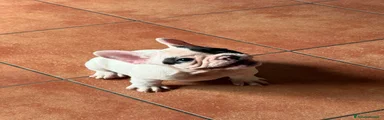 Bulldog Francese 1