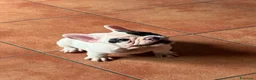 Bulldog Francese cani in vendita: Bulldog francese ultima cucciola  - Annuncio 3