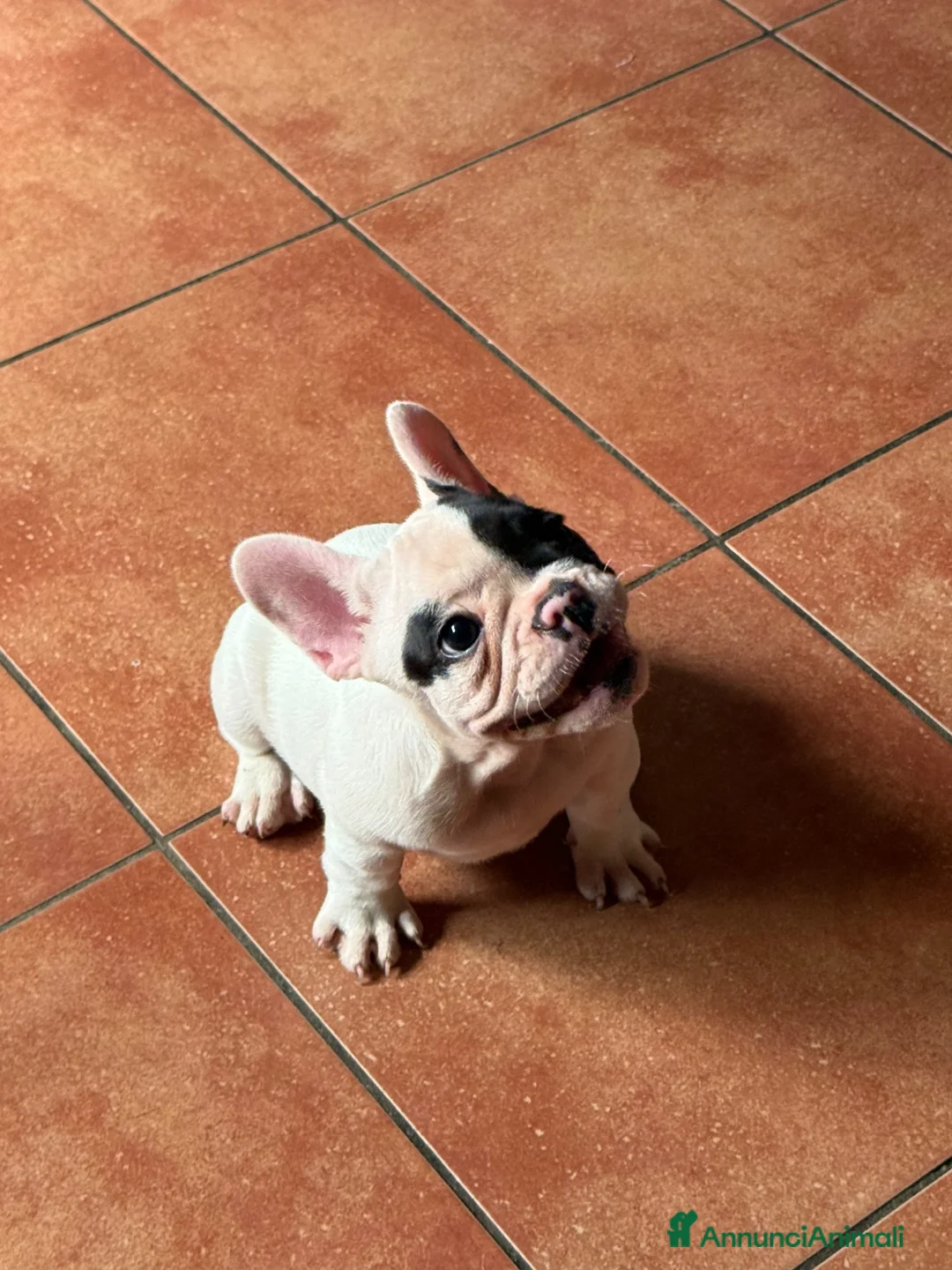 Bulldog Francese cani in vendita: Bulldog francese ultima cucciola  - Annuncio 3