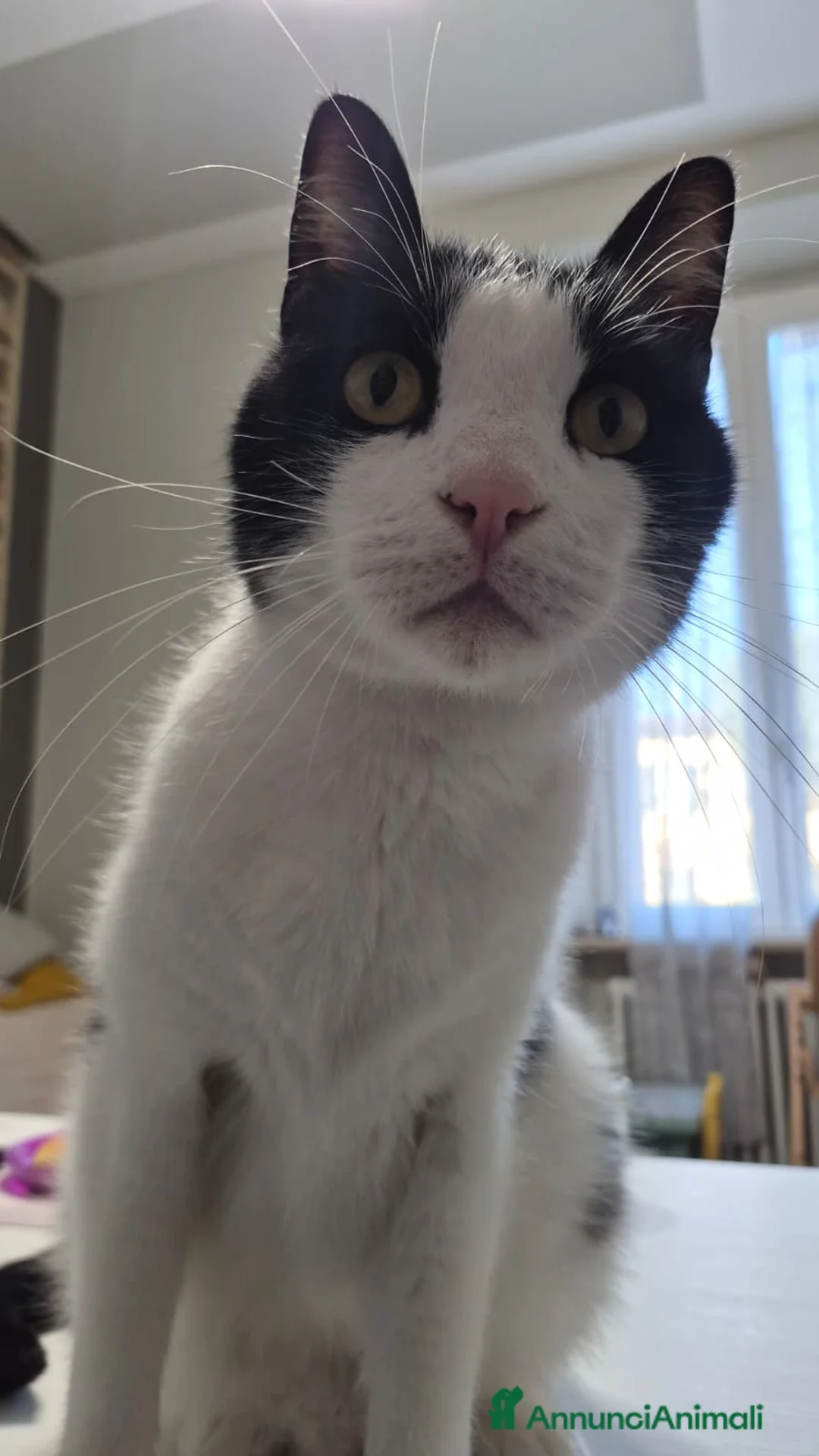 Europeo gatti in regalo: Romeo, micione dal carattere perfetto - Annuncio 5