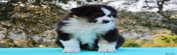 Australian Shepherd cani in vendita: Cucciolo Australian Shepherd con pedigree - Annuncio 1