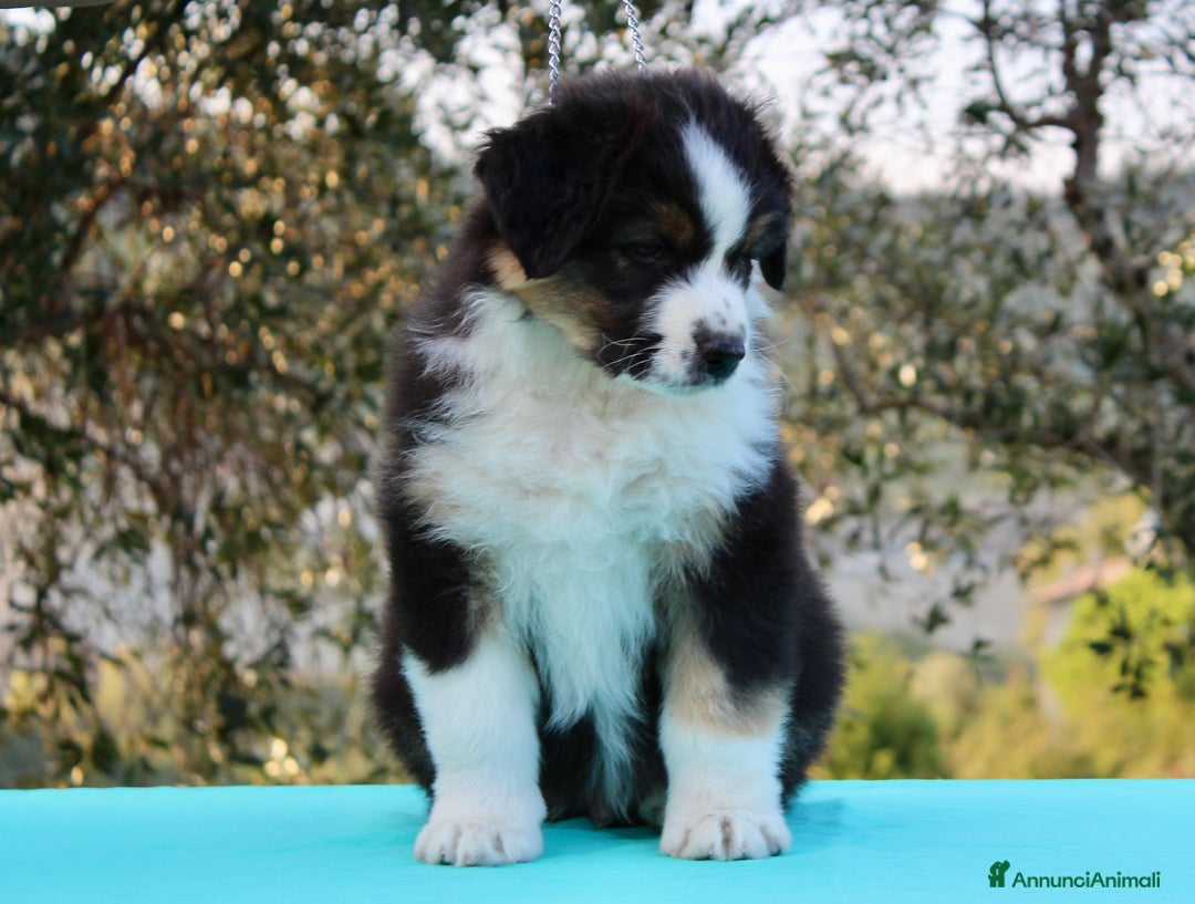 Australian Shepherd cani in vendita: Cucciolo Australian Shepherd con pedigree - Annuncio 1