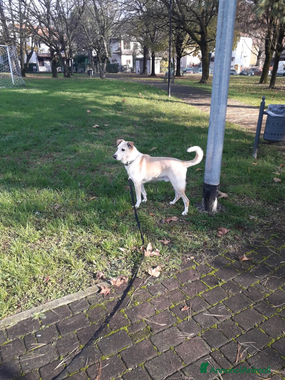 Meticcio cani in regalo: Splendido meticcio - CHARLIE - Annuncio 14