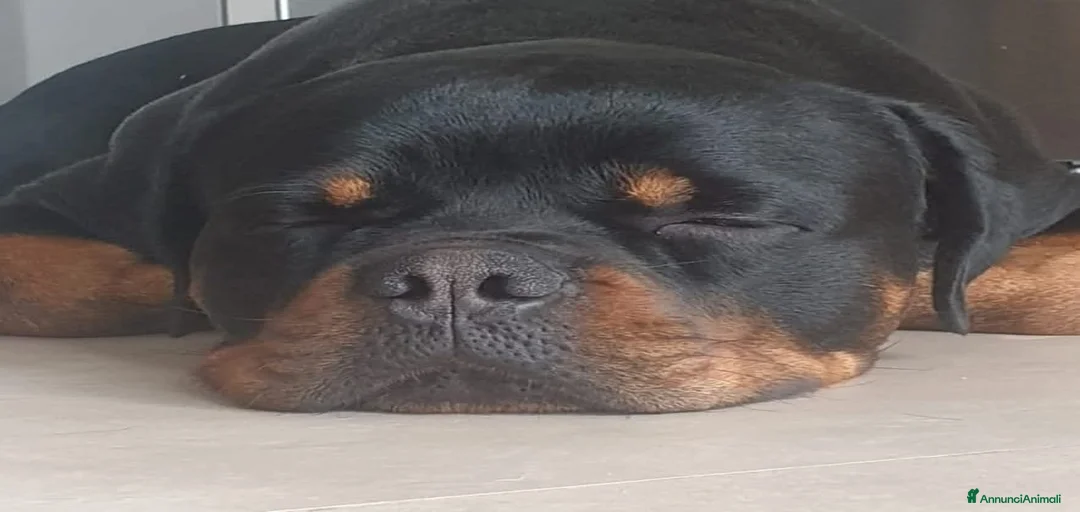 Immagine della galleria {{count}}