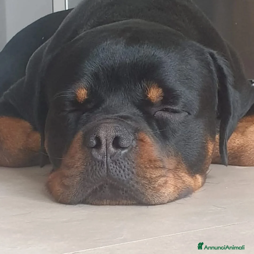 Immagine della galleria {{count}}