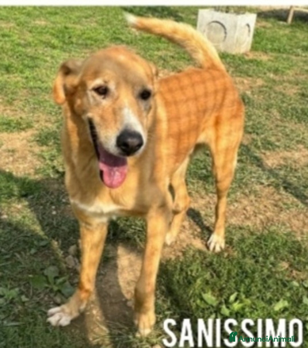 Meticcio cani in regalo: Jeremy 14anni ma in forma, stallo finito.BERGAMO  a Città metropolitana di Milano - Annuncio 3