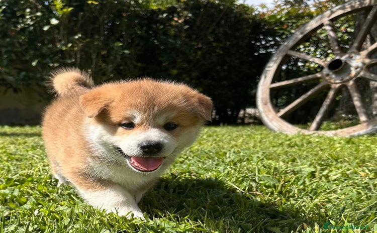 Akita Inu cani - Annuncio 3