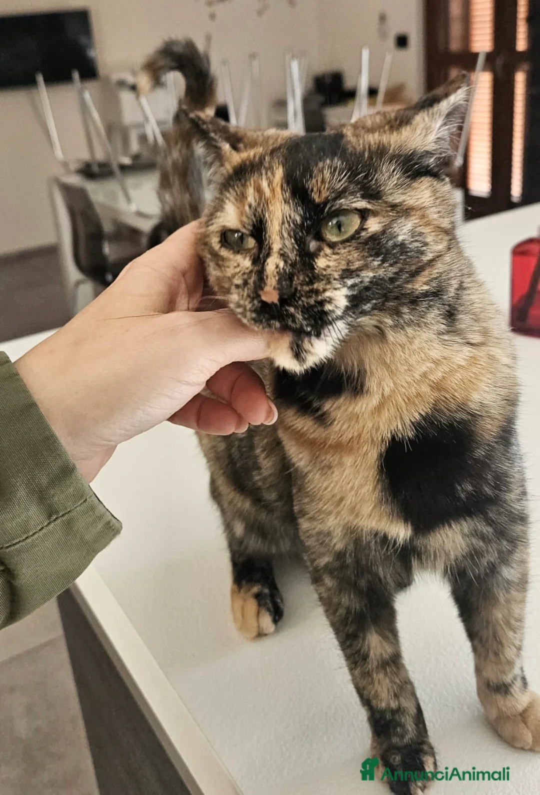 Meticcio gatti in regalo: Chloe a Provincia di Asti - Annuncio 2