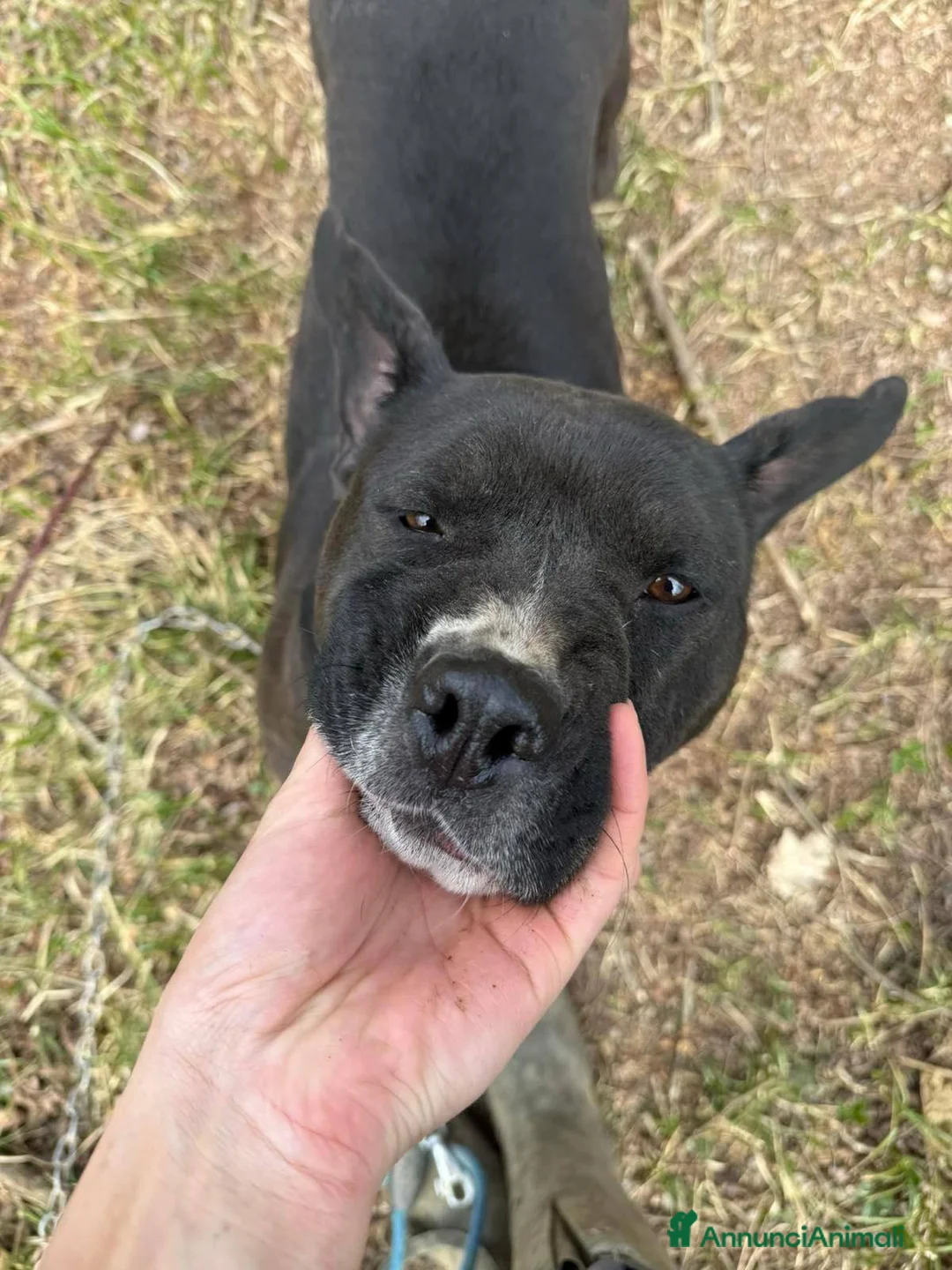 Staffordshire cani in regalo: ROSA, mix STAFFY incredibilmente coccolona! - Annuncio 2