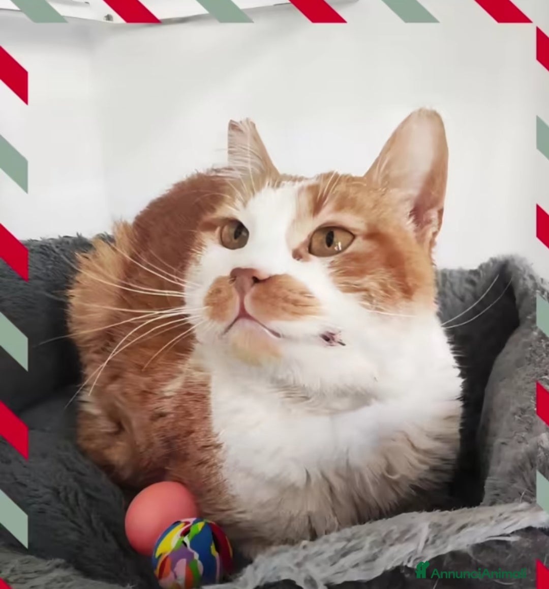 Europeo gatti in regalo: Una famiglia per Lea - Annuncio 2