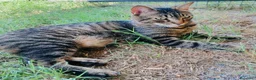Europeo gatti in regalo: Gattino maschio 4 anni testato e sterilizzato  a Città Metropolitana di Bologna - Annuncio 3