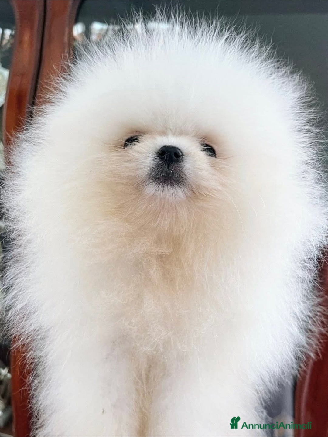 Spitz cani in regalo: Spitz Tedesco Nano/Pomerania a Città metropolitana di Roma Capitale - Annuncio 2