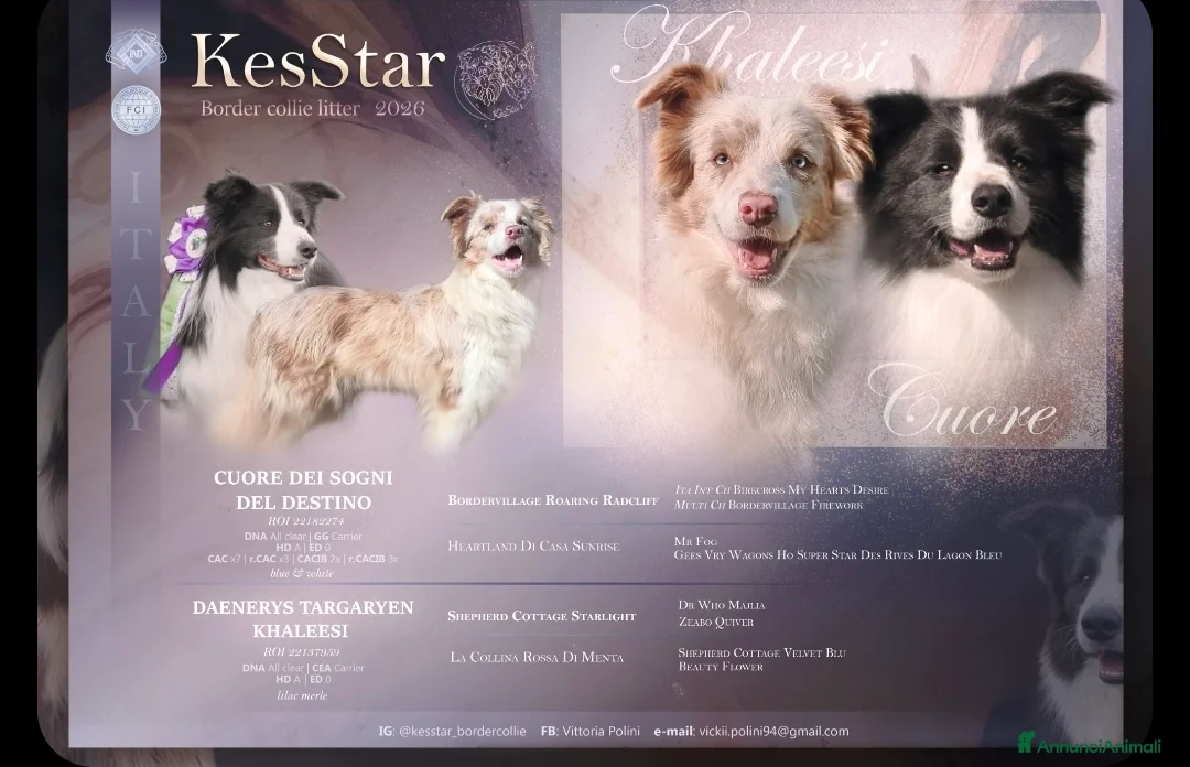 Border Collie cani in vendita: Border collie  - Annuncio 10