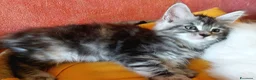 Maine Coon gatti in vendita: Maine coon cucciole Tortie,Red, White - Annuncio 8