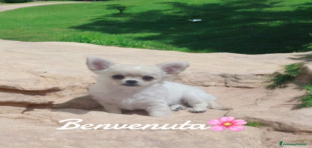 Immagine della galleria {{count}}