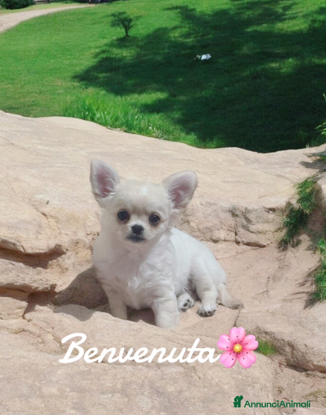 Immagine della galleria {{count}}