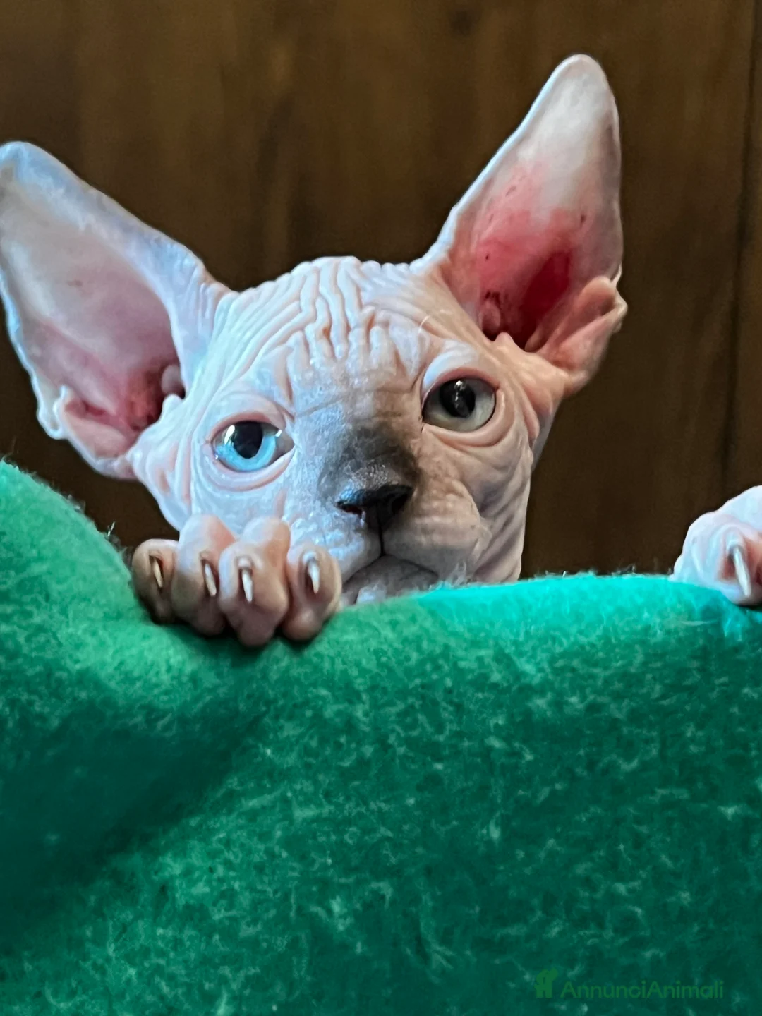 Sphynx gatti in vendita: Sphynx  - Annuncio 2