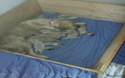 Golden Retriever cani in vendita: Cuccioli golden retrievers  a Metropolitan City of Cagliari - Immagine 5