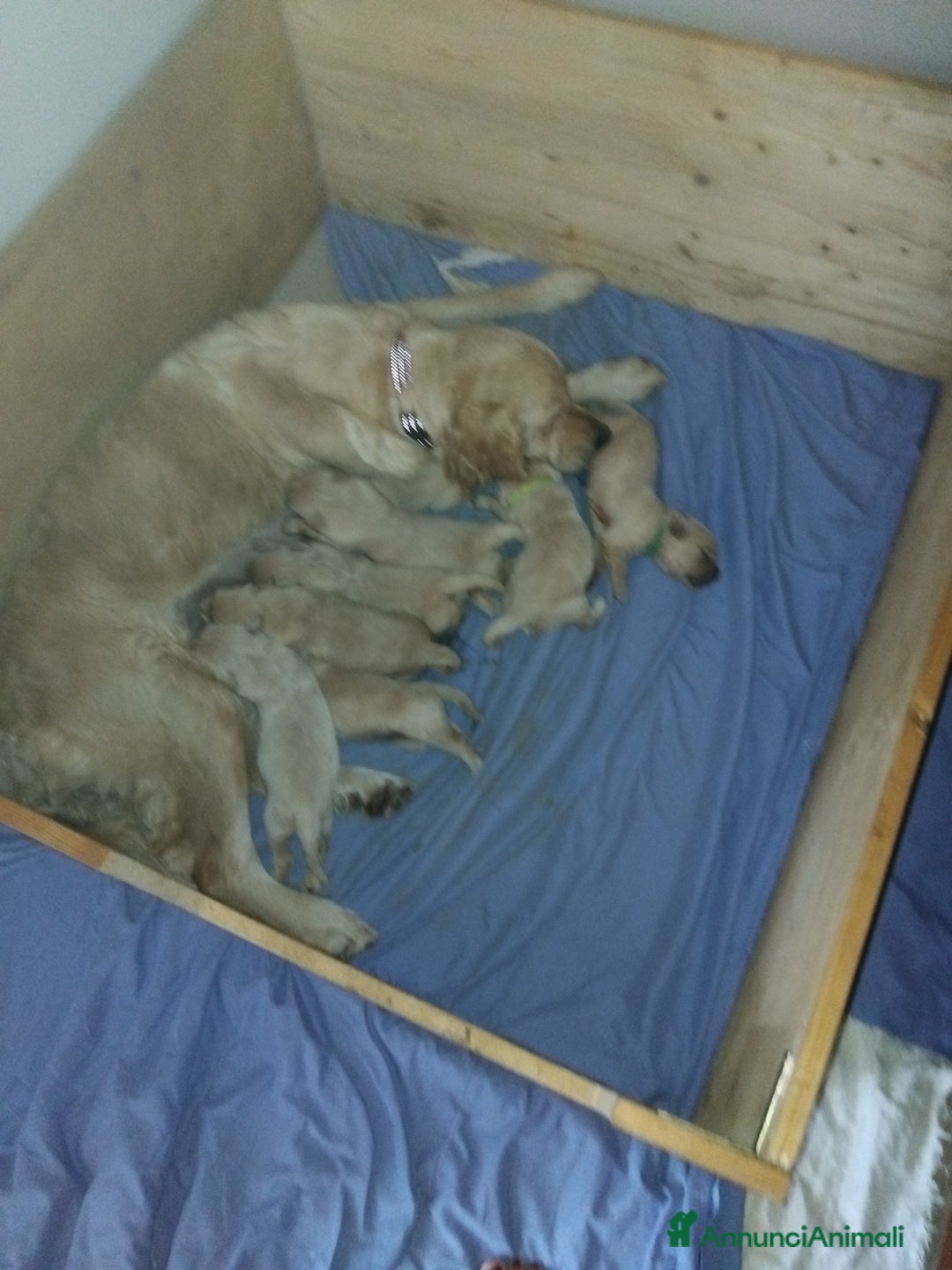 Golden Retriever cani in vendita: Cuccioli golden retrievers  a Metropolitan City of Cagliari - Immagine 5