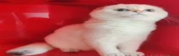 Scottish gatti in vendita: Cucciolo Scottish fold pedigree ENFI - Annuncio 4