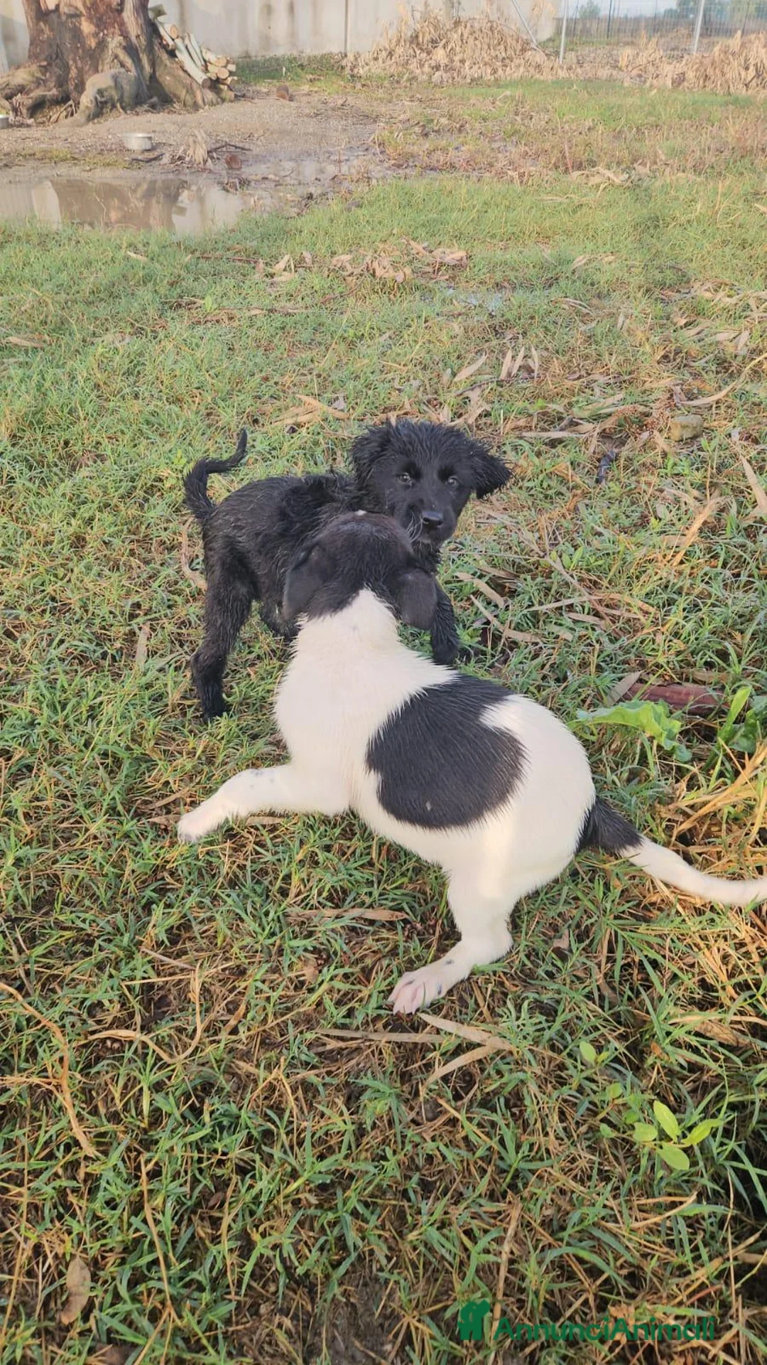 Meticcio cani in regalo: Carrie: 2 mesi taglia contenuta  - Annuncio 2