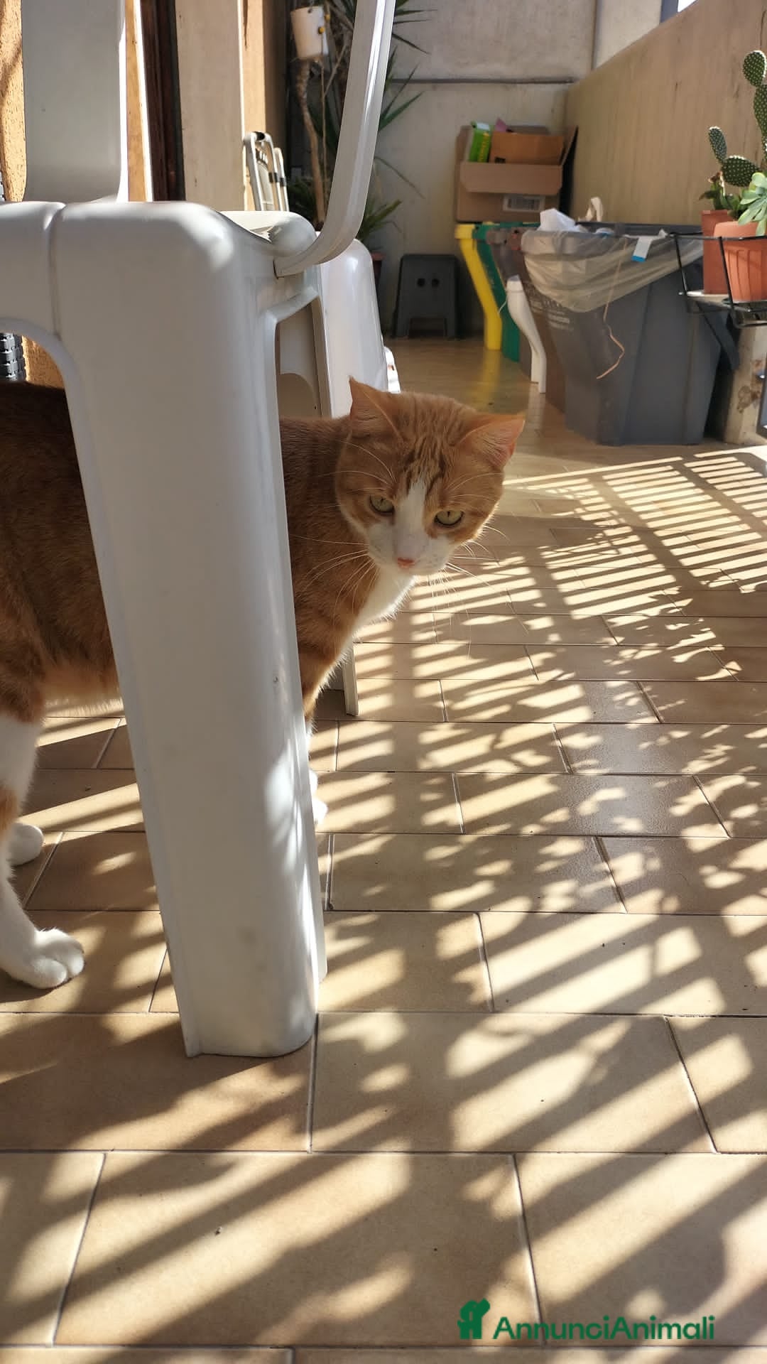 Meticcio gatti in regalo: Gerfild e Greta  - Annuncio 4