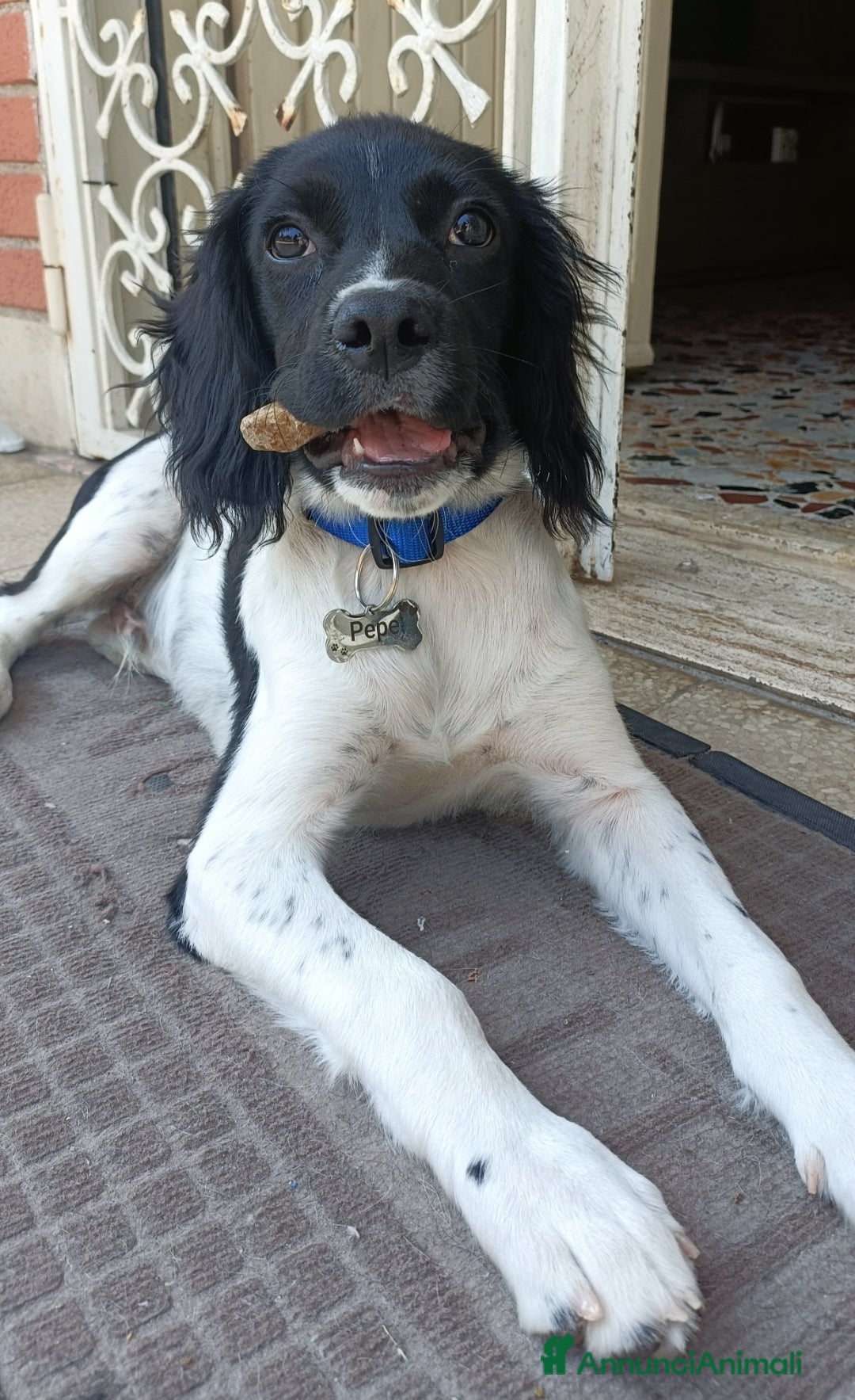 Breton cani in regalo: Cucciolo incrocio Breton Springer  - Annuncio 5