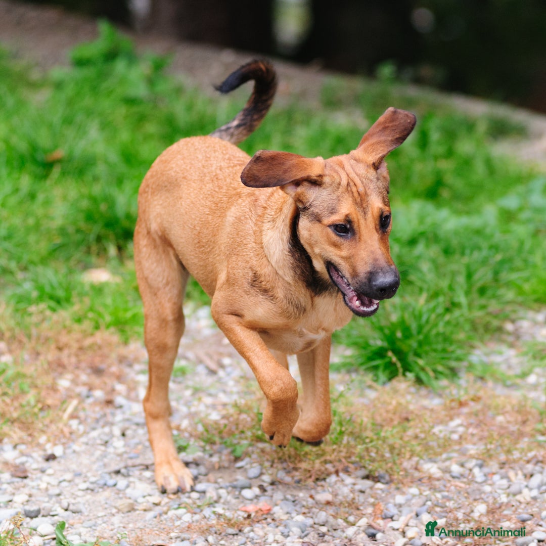 Altre razze cani in regalo: desy  - Annuncio 3