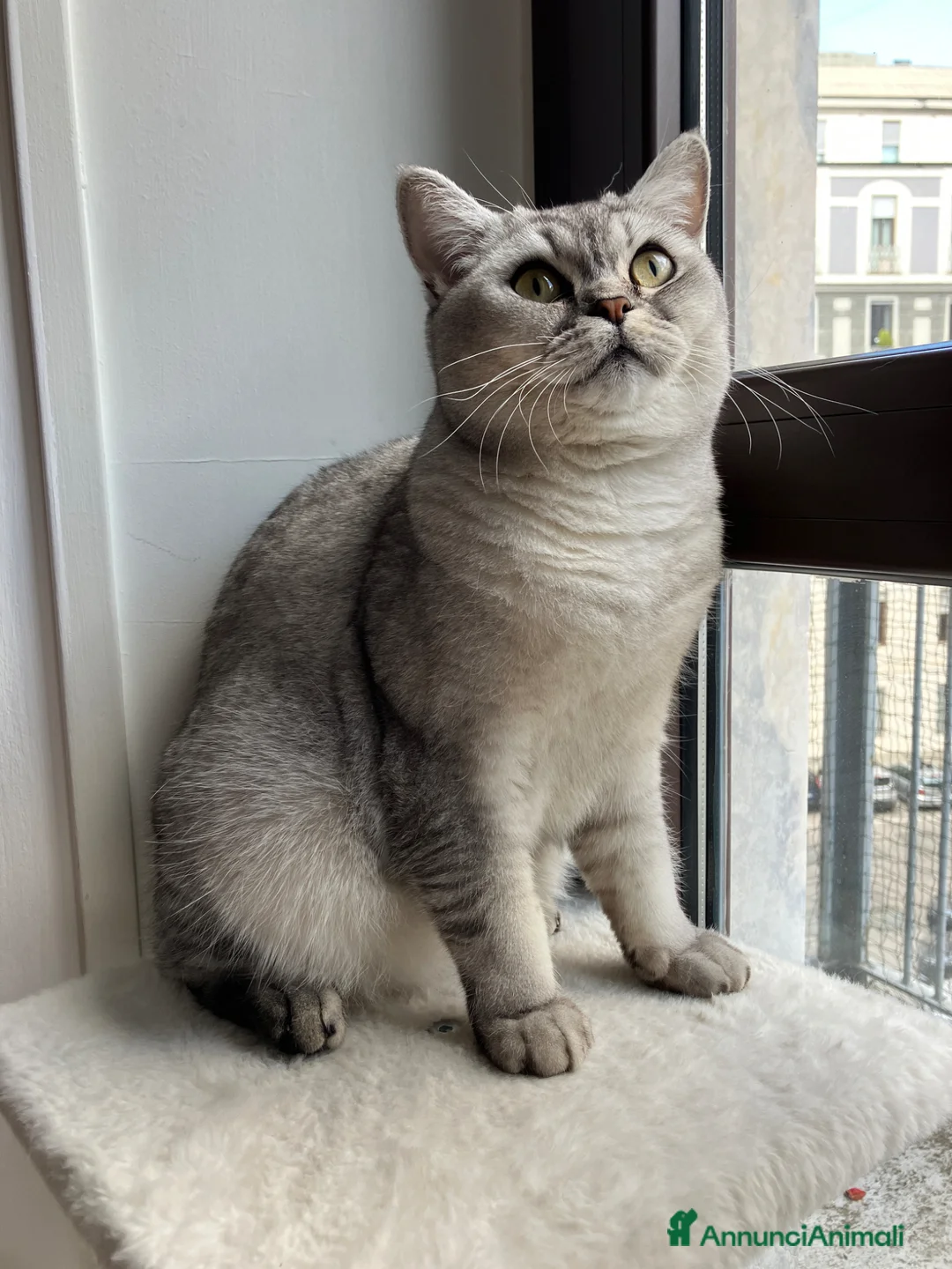 British gatti in vendita: Nami, una british silver - pace e natura - Annuncio 2
