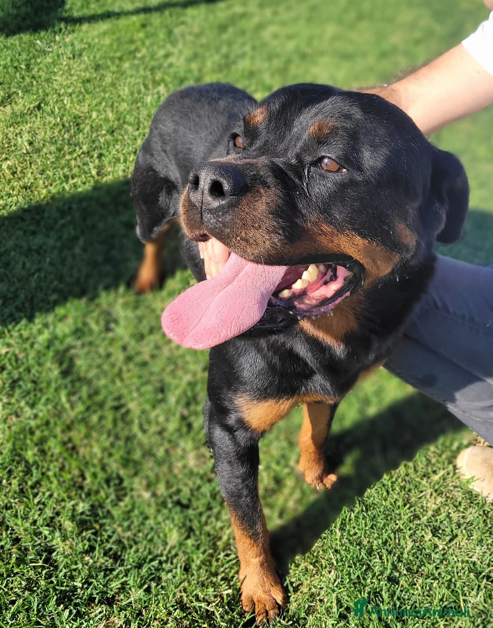 Rottweiler cani Straordinaria Rottweiler di nome Beverly - Annuncio 2
