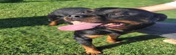 Rottweiler cani in regalo: Straordinaria Rottweiler di nome Beverly - Annuncio 2