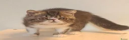 Exotic Shorthair gatti in vendita: Bellissimo cucciolo exotic - Annuncio 8
