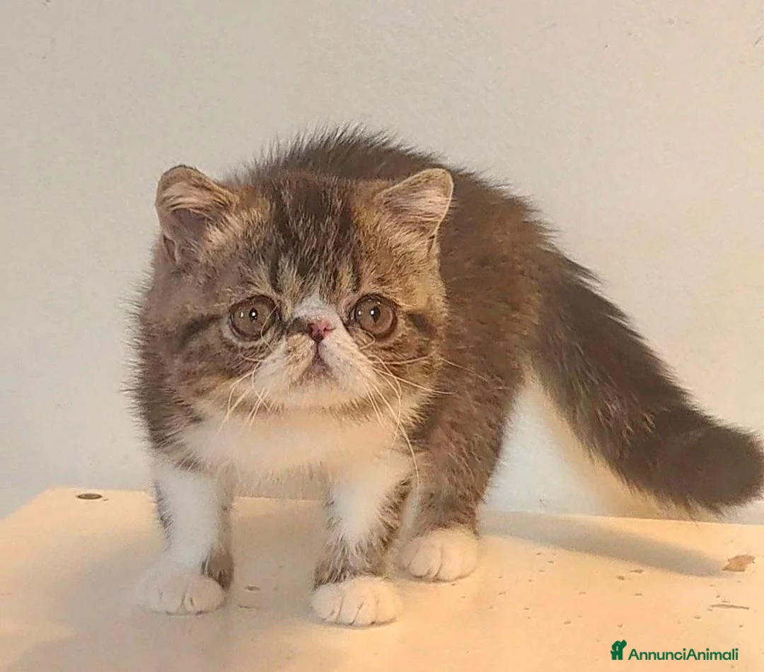 Exotic Shorthair gatti in vendita: Bellissimo cucciolo exotic - Annuncio 8