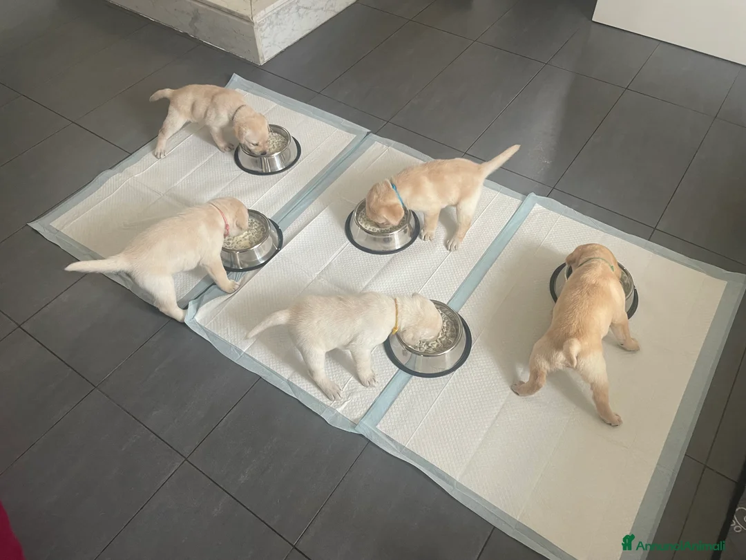 Labrador cani in vendita: Cuccioli di Labrador  - Annuncio 13