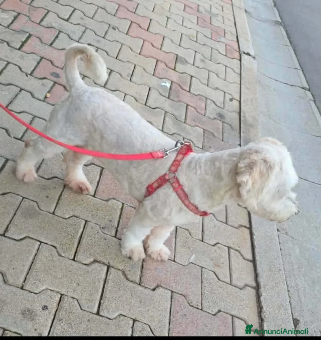 Barboncino cani in regalo: Kate  - Annuncio 3