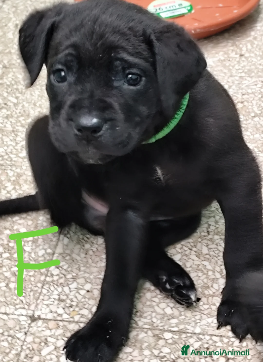 Cane Corso cani in vendita: Cuccioli di cane corso  - Annuncio 13