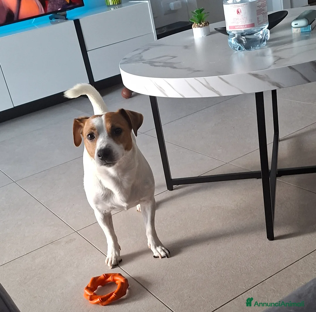 Jack Russell cani in vendita: Jack anni 2 e mezzo a Provincia di Pescara - Annuncio 2