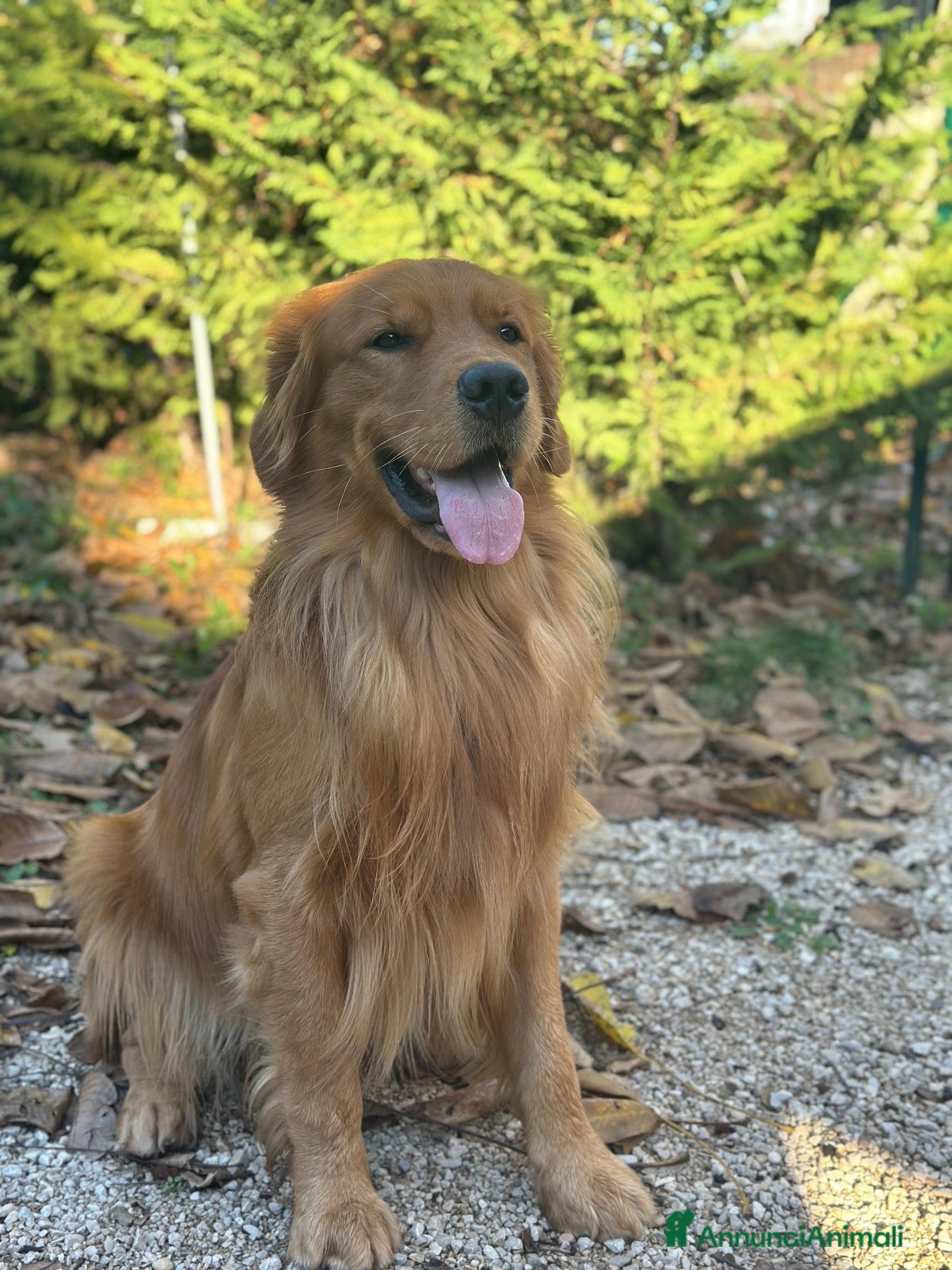 Golden Retriever cani Cuccioli di Golden Retriever Americani 100% - Annuncio 2