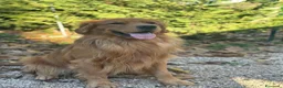 Golden Retriever cani in vendita: Cuccioli di Golden Retriever Americani 100% - Annuncio 1