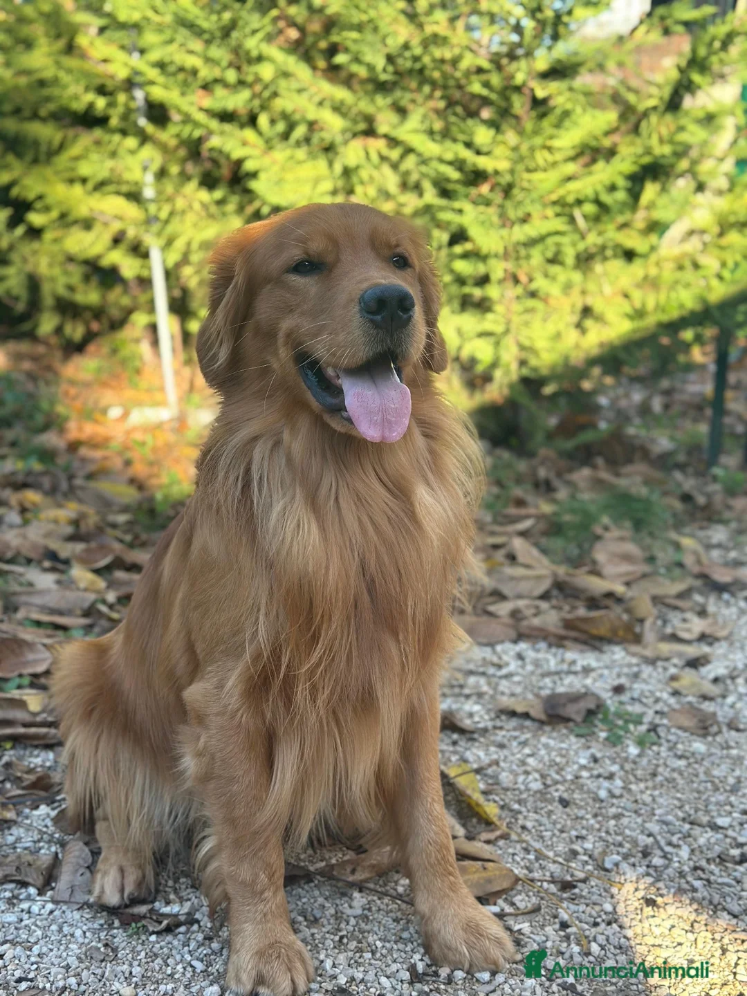 Golden Retriever cani in vendita: Cuccioli di Golden Retriever Americani 100% - Annuncio 1